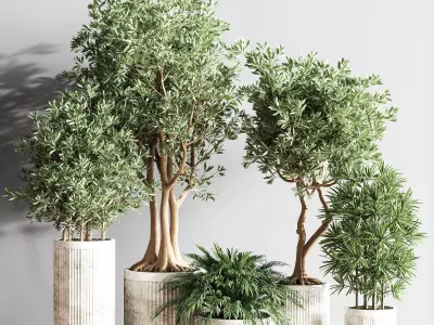 IndoorSetPlsnt14 four potted olive trees 3D model