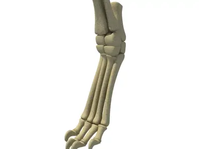 Mammal Animal Leg Bones 3D model