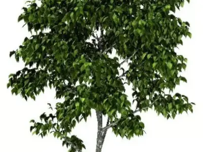Cool Tree 3D model