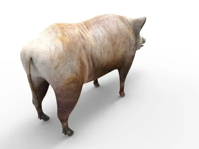 3D low poly Wild Boar Rigged Low-poly 3D model