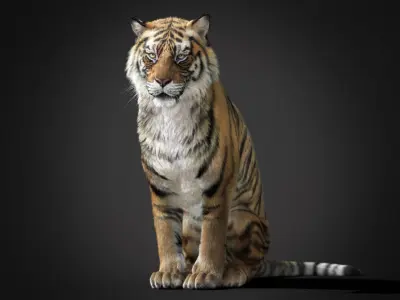 Tiger 2025 RIG Xgen core 3D model