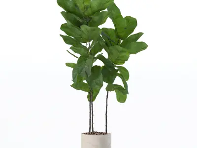 Ficus lyrata in modern flower pot 3D model