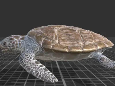 Green Turtle Low-poly 3D model purchase