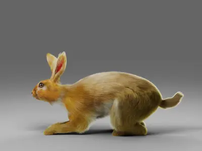 Fur Rabbit V01 Rigged in Blender Low-poly 3D model