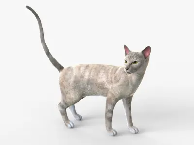 White Cat Sphynx Rigged for Cinema 4D 3D Model Low-poly 3D model