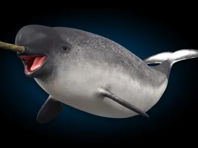 Narwhal 3D model