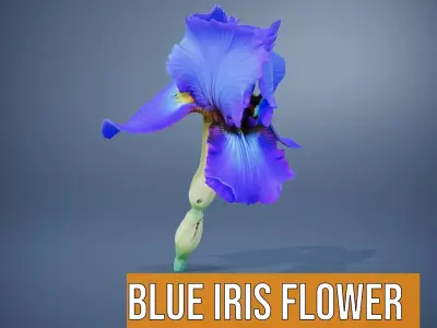 Blue Iris Flower model pack Low-poly 3D model