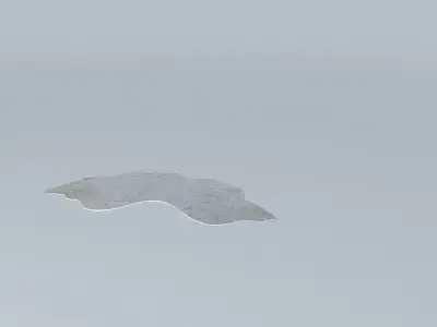 CARPET ANIMAL SKIN 1 Free 3D model