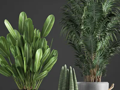 Houseplants in concrete flowerpots 750 3D model