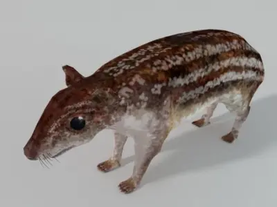 Mountain Paca - Guagua Low-poly 3D model