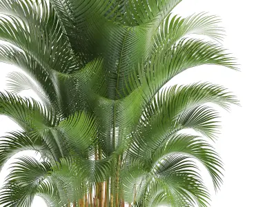 Howea palm 3D model
