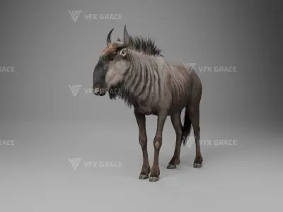 Connochaetes Animation - VFX Grace Blender 3D model