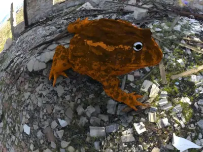 frog nature amphibian 3D model