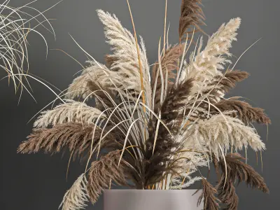 Pampas grass in a flowerpot for the interior 1061 3D model
