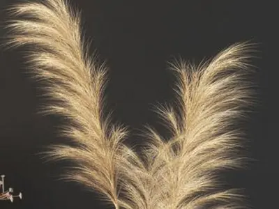 Dried Pampas grass gray  3D model