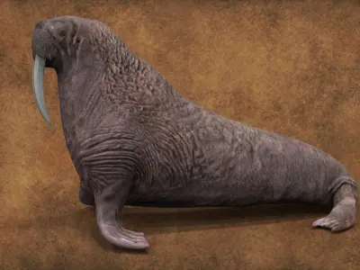 Walrus 3D model