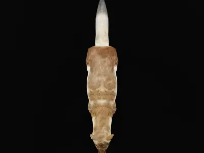 Arctic Polar Fox Summer Low-poly 3D model