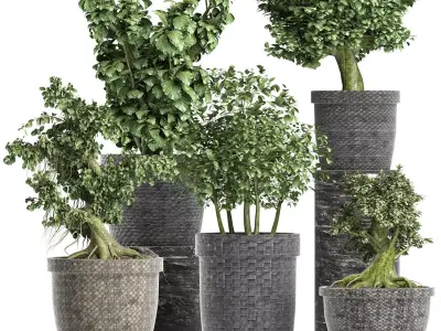 Plants Collection 204 Sageretia Theezans 3D model