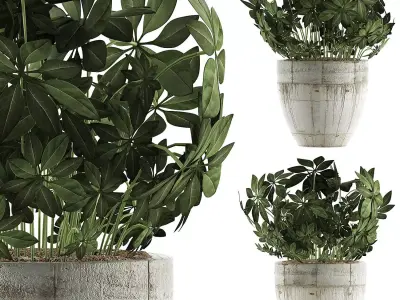 Plants Collection 61 3D model