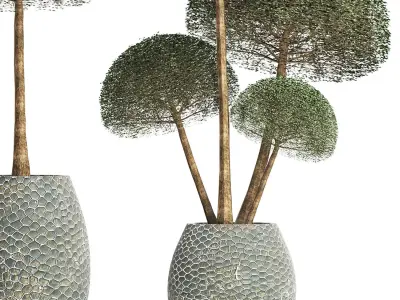 Plants Collection 153 Ligustrum Lucidum Vray 3D model