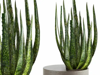 Indoor Plants in Ferm Living Bau Pot Large - Set026 3D model