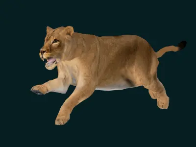  Southern African Lion Low-poly 3D model