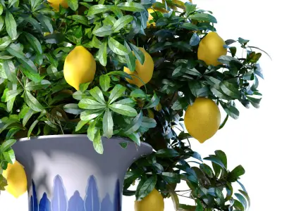 Lemon tree in a Chinese vase pot Decorative Citrus Houseplant 3D model
