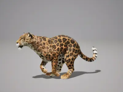 Jaguar Animated UNREAL project  Maya base rig 3D model