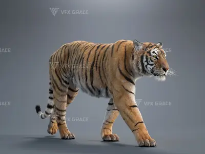 Bengal Tiger Animation - Blender 3D Model 3D model