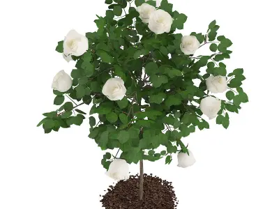White Rose Tree 3D model