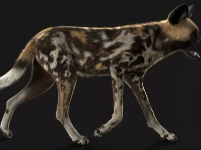 Wild Dog XGen 3D model