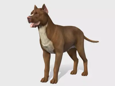 Dog - Pitbull Low-poly 3D model