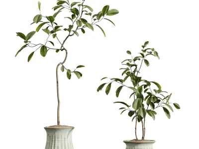 AV HousePlants Japandi Minimalism Ficus Dracaena Marginata10 3D model