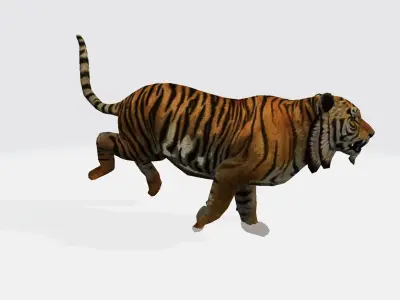 Tiger rigged  3D model