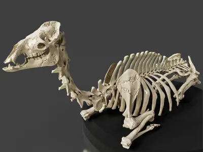 Realistic Rest Camel Skeleton 3D model