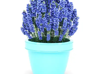 Diascia Plant 3D model