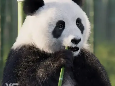 Panda Animation Vfx Grace 3D model