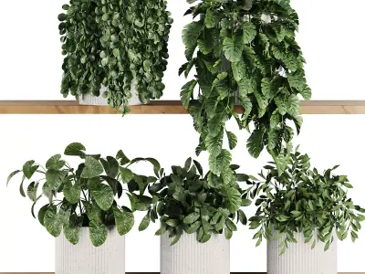 Plants on Shelf SetV4 3D model