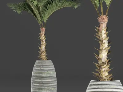 Plants Collection 182 Palm 3D model