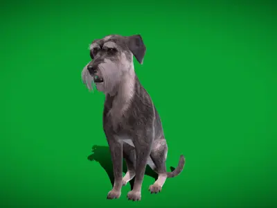 Standard Schnauzer Dog Low-poly 3D model