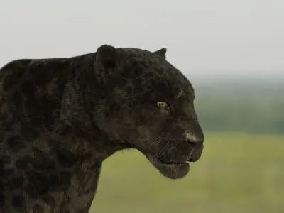 Panther 3D Blender I Animated 3D model