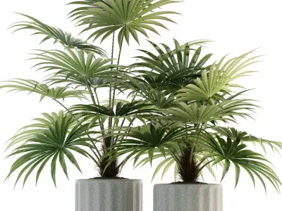 Plants collection 94 3D model