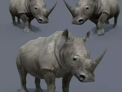Pro Rhino - 8K 3D model