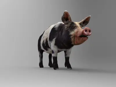 gray black Pig Rigged  Animated 3D model Low-poly 3D model