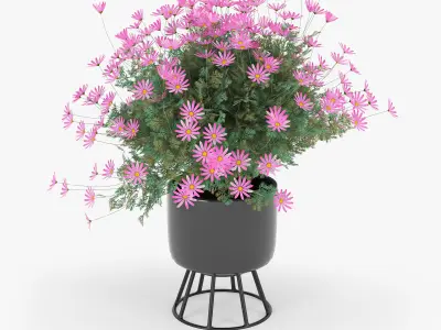 chamomile daisies in pots 3D model