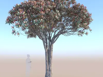 Bronze loquat eriobotrya deflexa mid 3D model