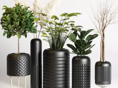  indoor plant pampas ficus rubbery dry tree concrete dirt vase 3D model