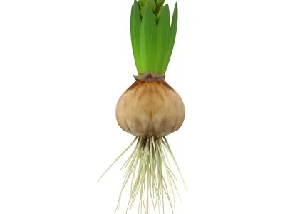 Hyacinth small 3D model