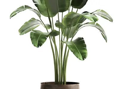 Banana palm in a rust pot for the interior 929 3D model