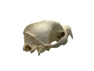 Skull - Wolf Low-poly 3D model